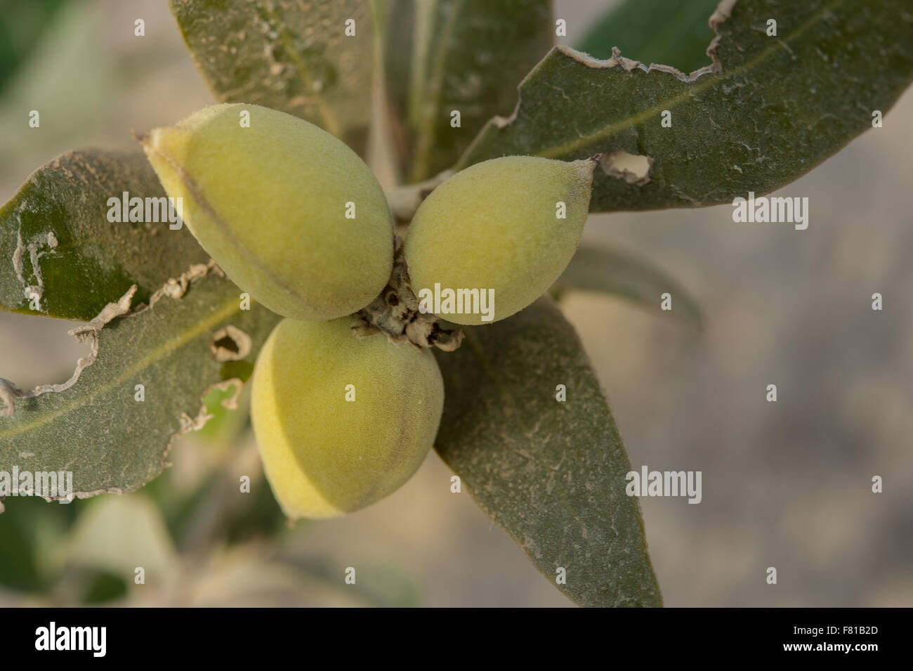 Frutti della mangrovia grigio Avicennia marina, Acanthaceae, Ras Mohammad National Park, Mar Rosso, Sharm El-Sheikh, Egitto Foto Stock