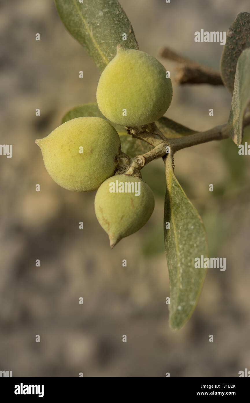 Frutti della mangrovia grigio Avicennia marina, Acanthaceae, Ras Mohammad National Park, Mar Rosso, Sharm El-Sheikh, Egitto Foto Stock
