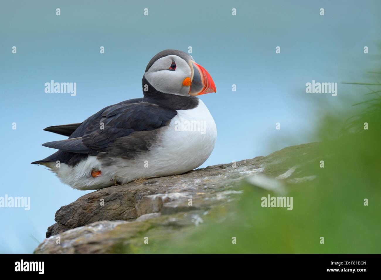 Atlantic puffin (Fratercula arctica), seduto sulla pietra, Borgarfjördur, Islanda Foto Stock