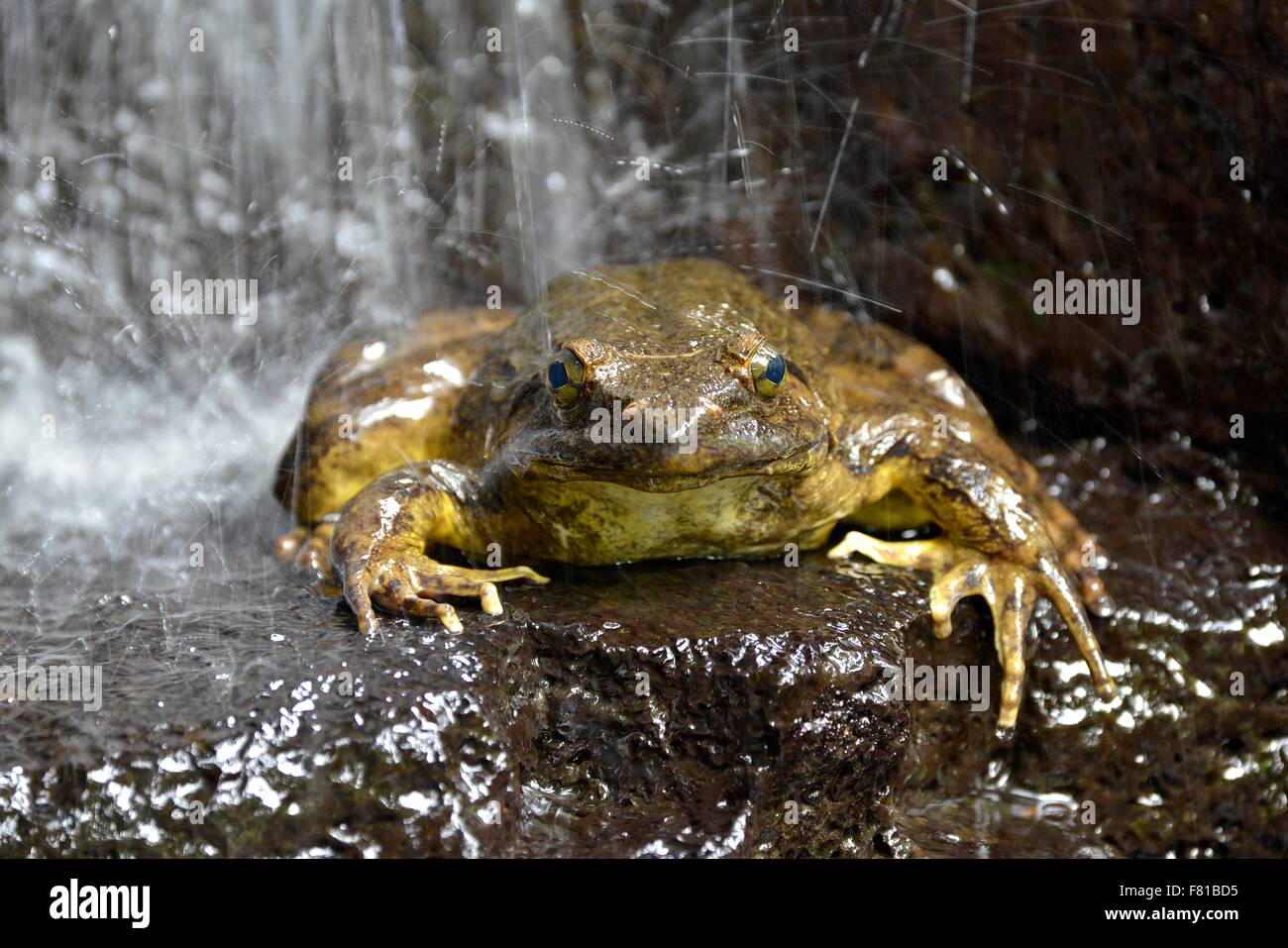 Rana Golia (Conraua goliath) sotto una cascata, rana più grande nel mondo, Mangamba nella diocesi di Nkongsamba, Provincia litorale, Camerun Foto Stock