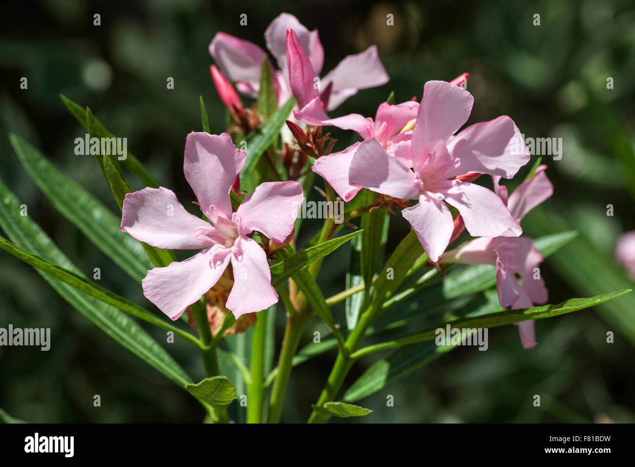 Oleandro (Nerium oleander) fiore, Blossom Pink, Germania Foto Stock