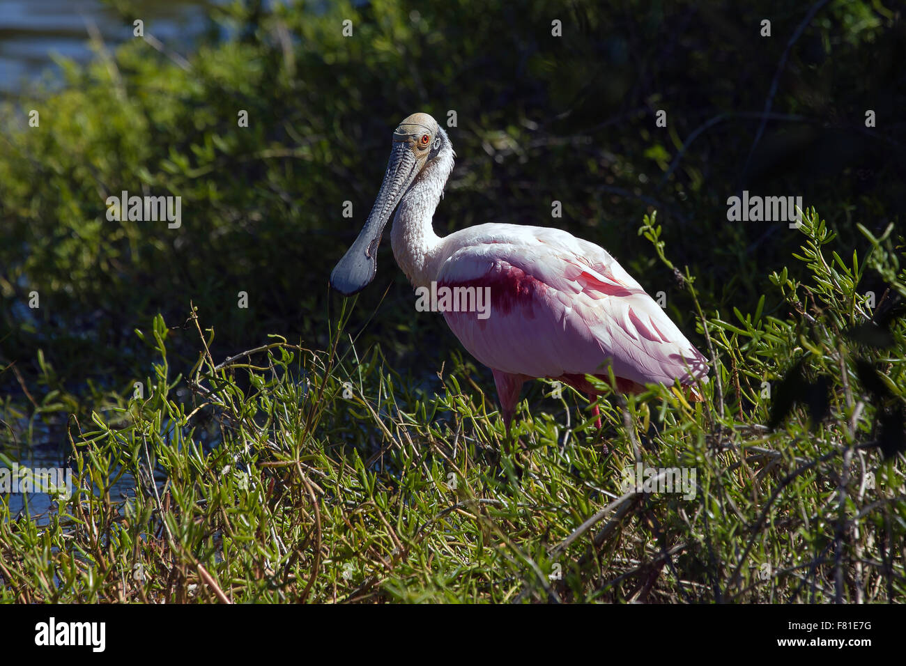 Roseate Spoonbill, Everglades N.P. Florida, Stati Uniti d'America. Foto Stock