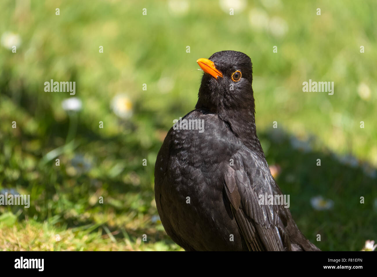 British blackbird uccello vicino fino alla ricerca di cibo. Foto Stock
