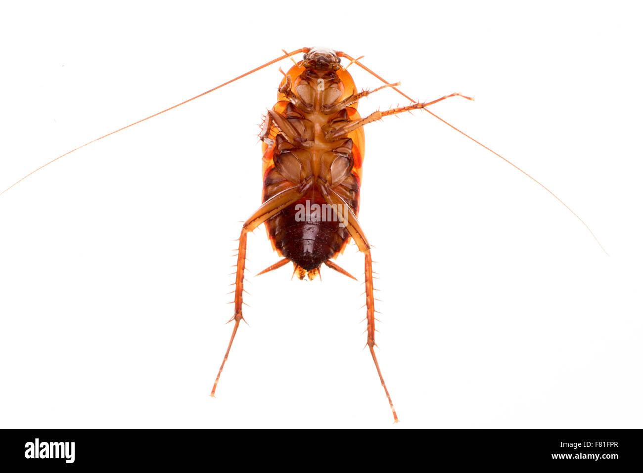 American scarafaggio (Periplaneta americana) Foto Stock