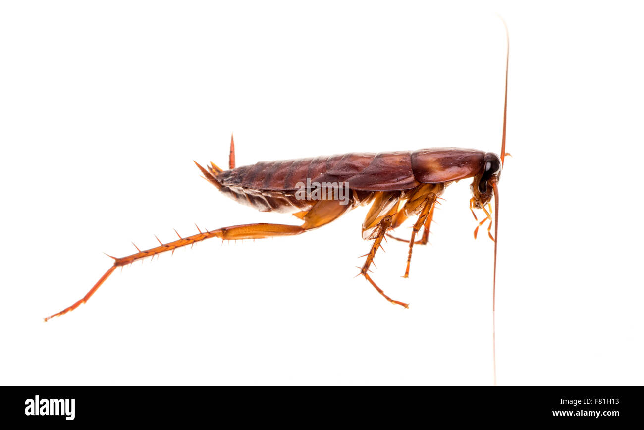 American scarafaggio (Periplaneta americana) Foto Stock