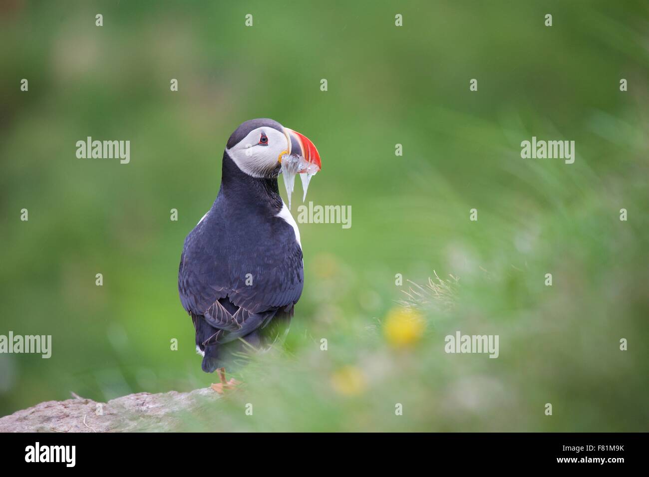 Atlantic puffini, i puffini colony a Borgarfjordur in Oriente fiordi di Islanda Foto Stock