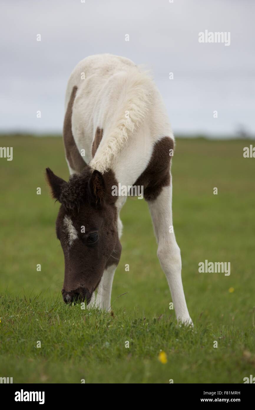 Cavallini islandesi (cavalli) nella campagna in Islanda Foto Stock