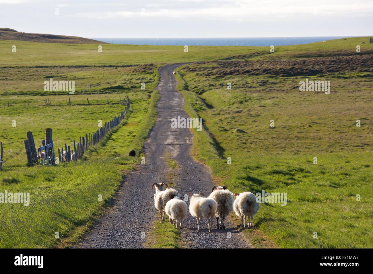 Icelandic Sheep nella campagna del Nord Islanda. Foto Stock