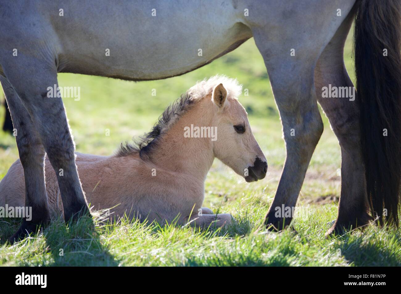 Cavallini islandesi (cavalli) nella campagna in Islanda Cavallini islandesi (cavalli) nella campagna in Islanda Foto Stock