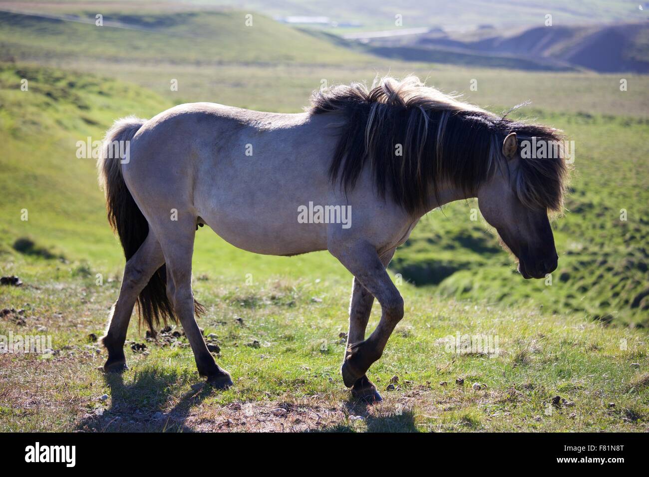 Cavallini islandesi (cavalli) nella campagna in Islanda Cavallini islandesi (cavalli) nella campagna in Islanda Foto Stock