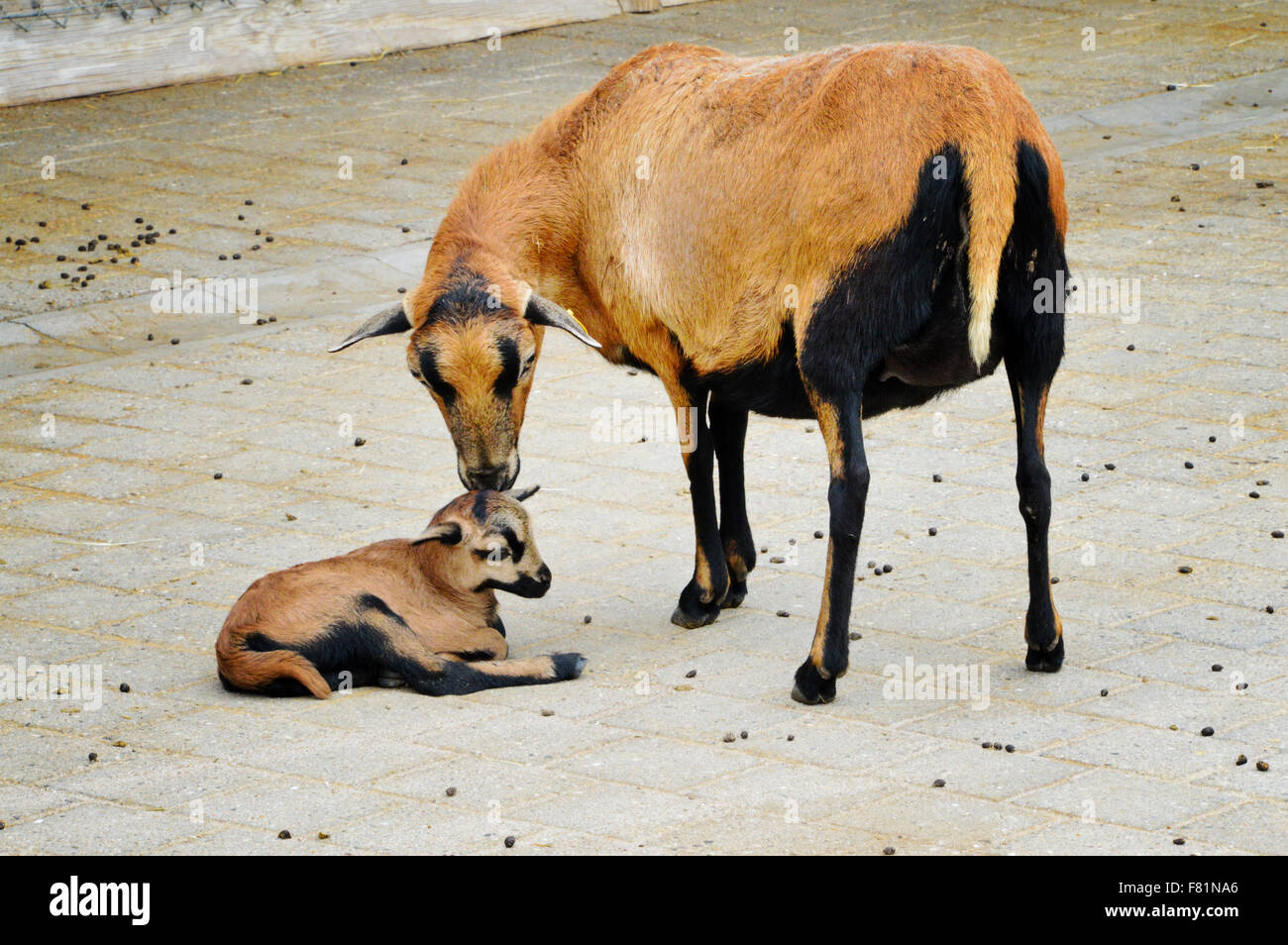 Il Camerun gli ovini e di agnello Foto Stock