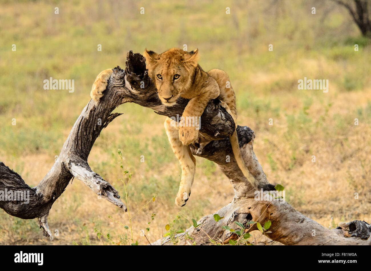 Il leoncello raffreddare fuori su un ramo di un albero Foto Stock