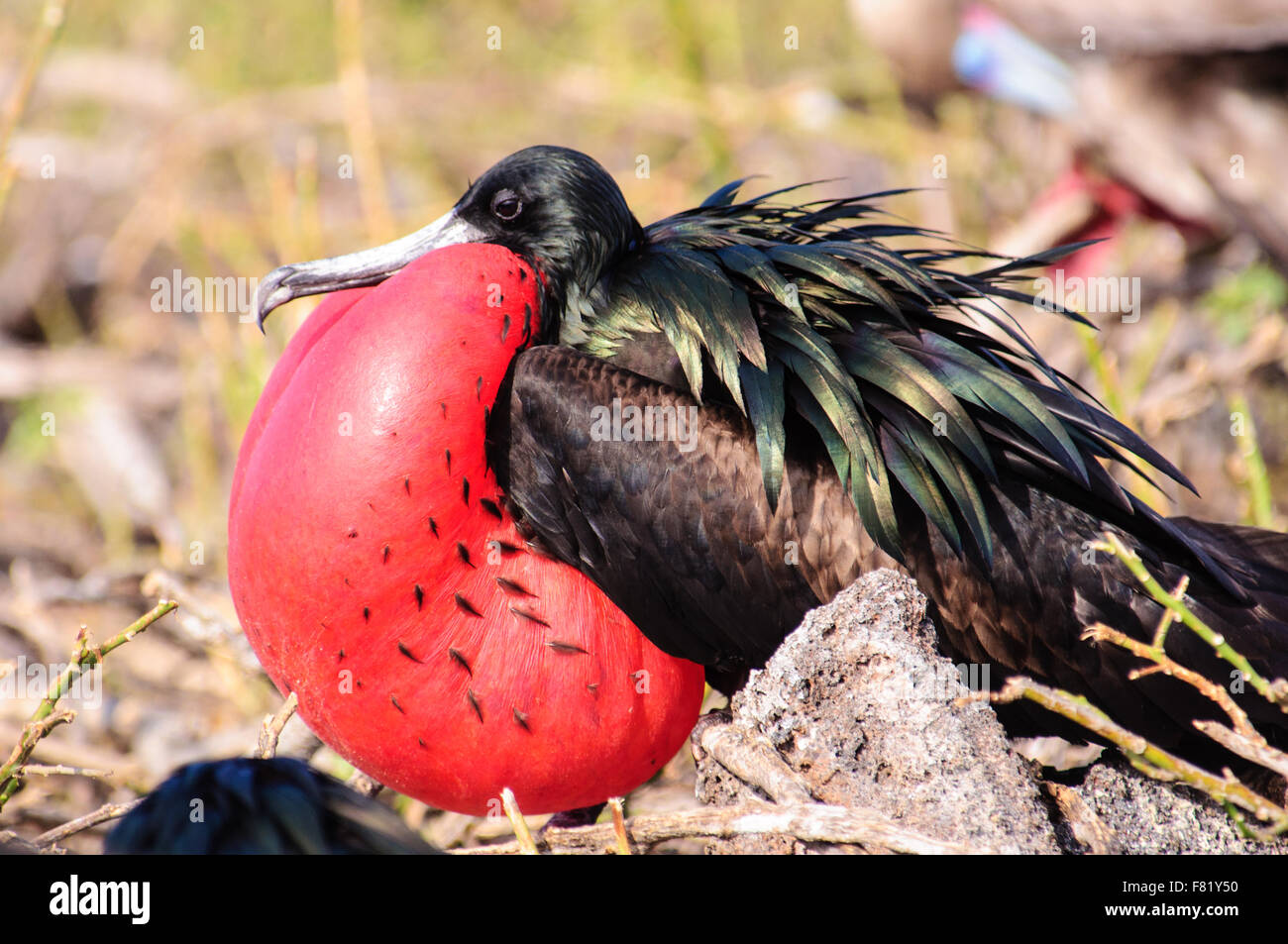 Profilo di un maschio di Frigate Bird in pieno piumaggio di allevamento Foto Stock