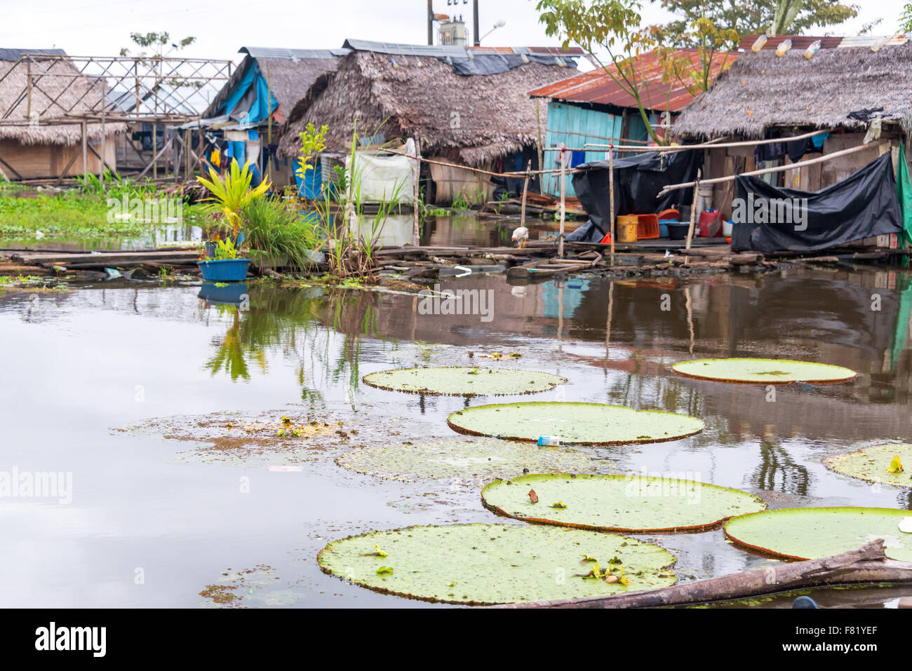 Victoria amazonica, più grande del mondo di lily pad che cresce in una baraccopoli a Iquitos, Perù Foto Stock