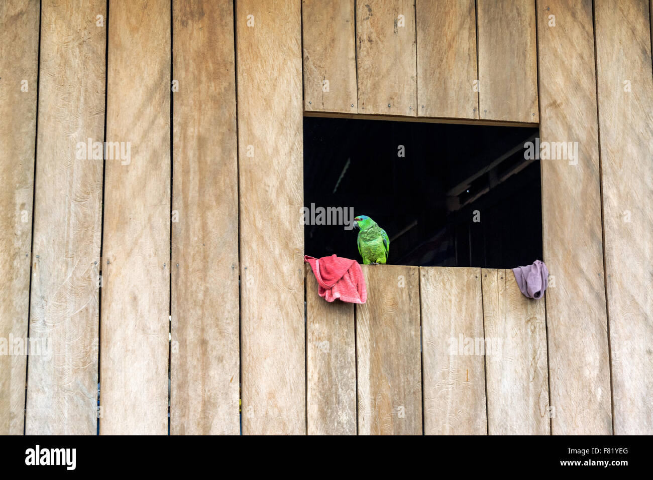 Pappagallo verde in un ceppo di legno di una capanna di legno di Belen quartiere di Iquitos, Perù Foto Stock