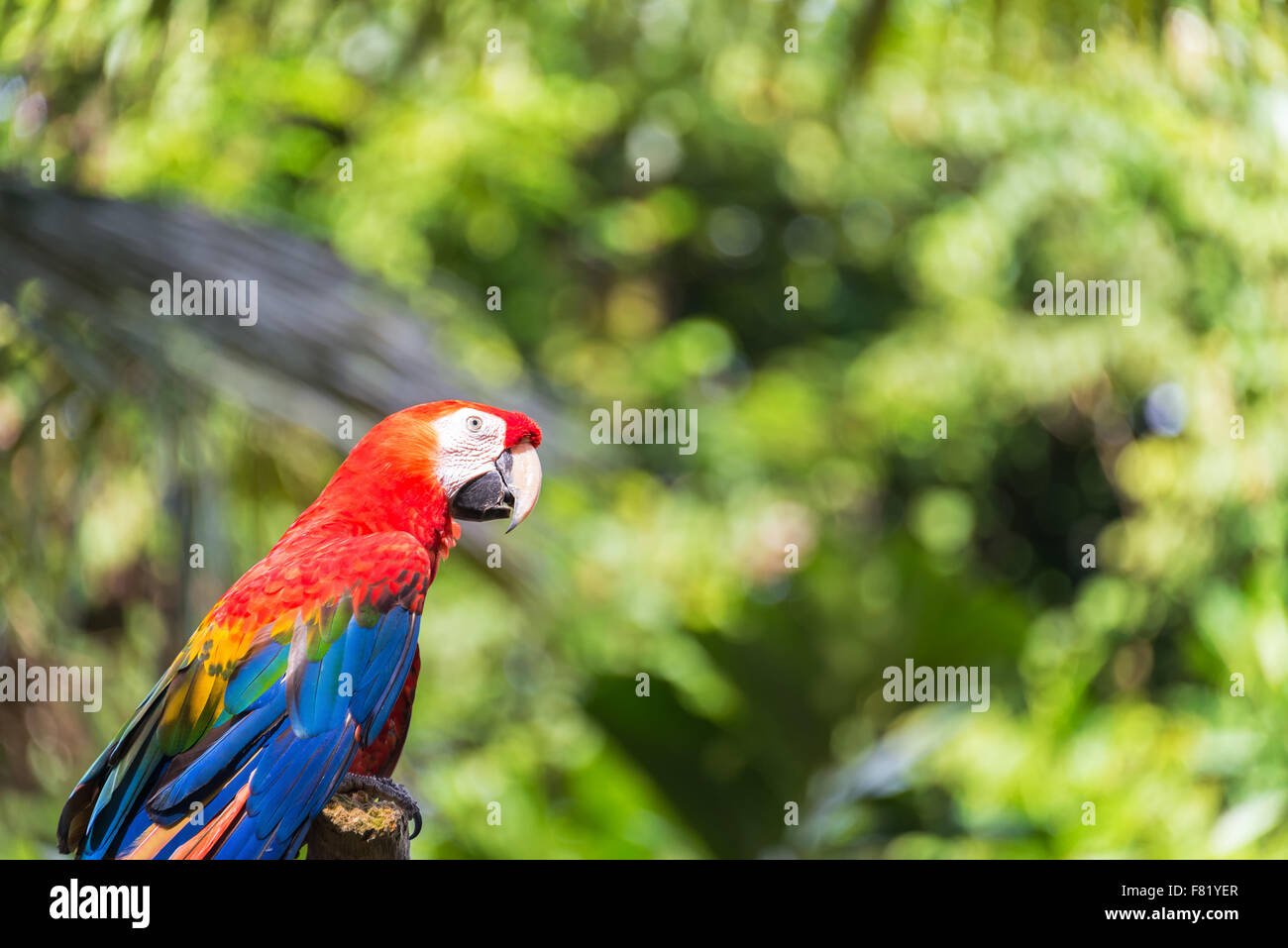 Scarlet Macaw con fuori fuoco fogliame nella foresta amazzonica vicino a Iquitos, Perù Foto Stock