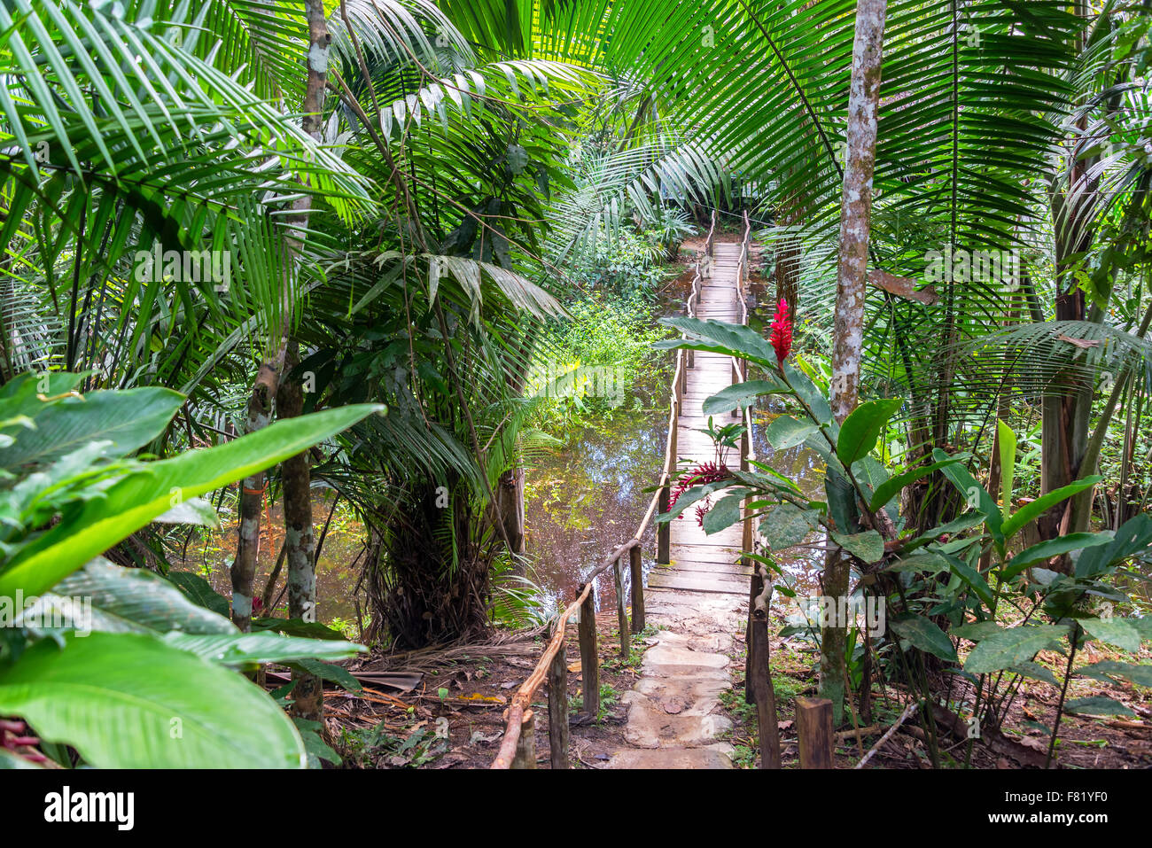 Piccolo ponte di legno in una verde e lussureggiante foresta di pioggia nei pressi di Iquitos, Perù Foto Stock
