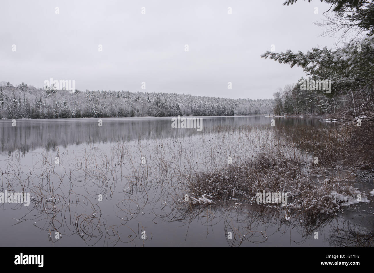Inverno riflessioni di foresta. Mirage su un ancora non gelate lago. Foto Stock