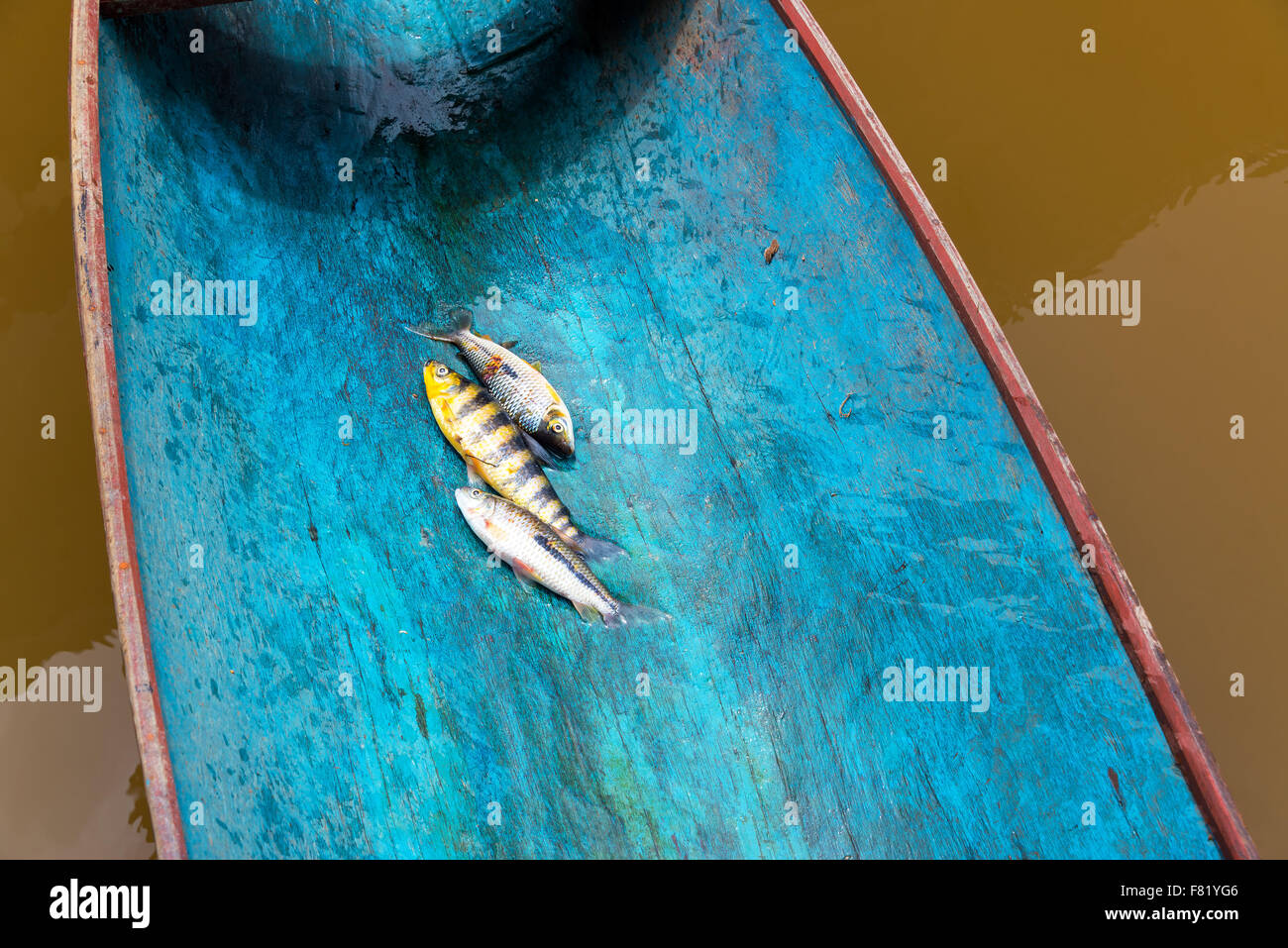 Tre pesci in un colorato in blu canoa nella foresta amazzonica in Brasile Foto Stock