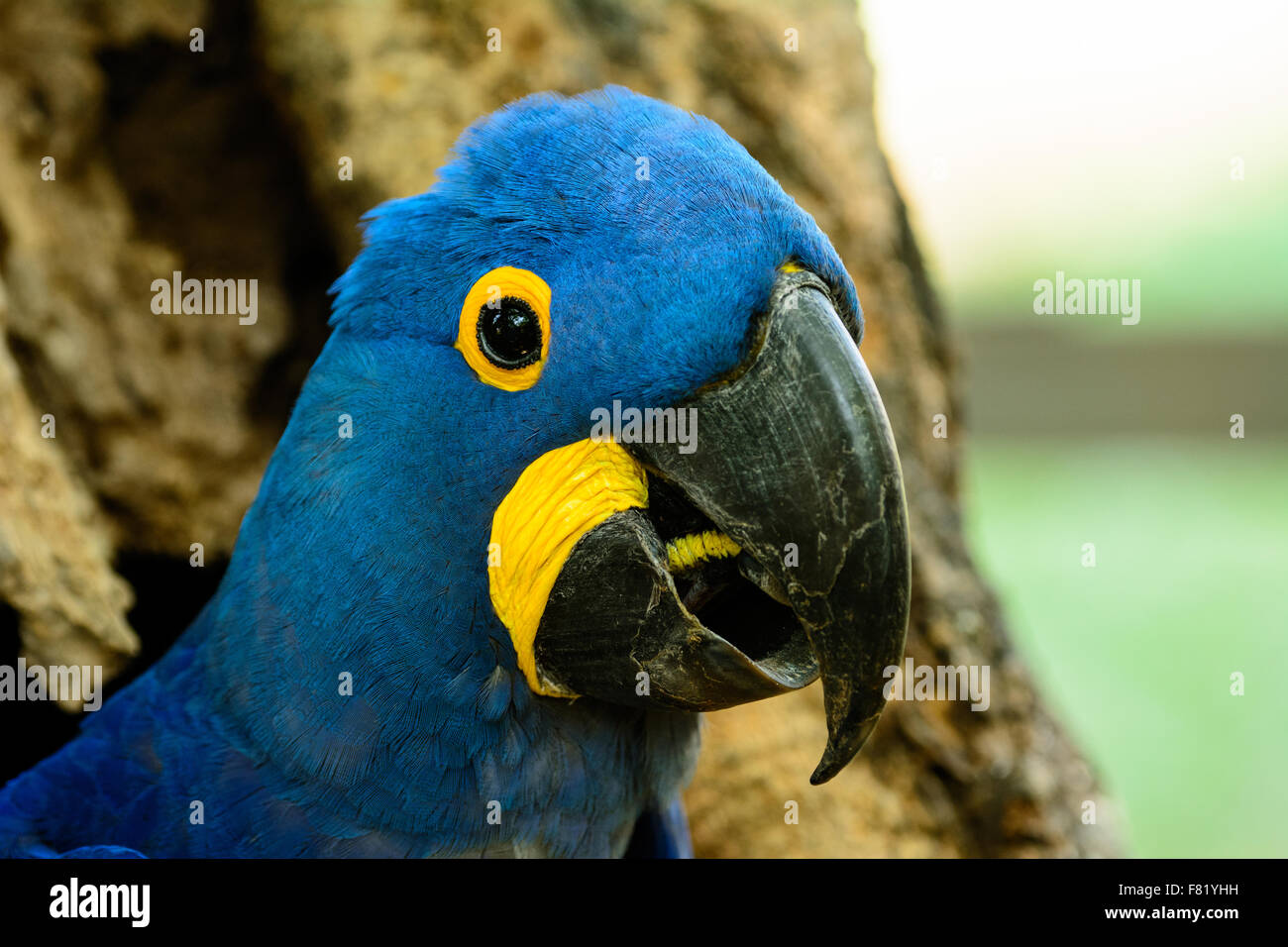 Colpo alla testa di un raro Ara Giacinto Foto Stock