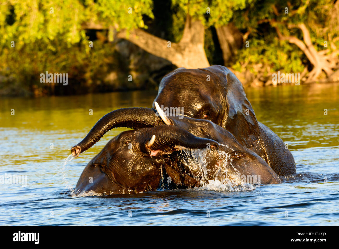 Elefanti a giocare nel fiume Chobe Foto Stock