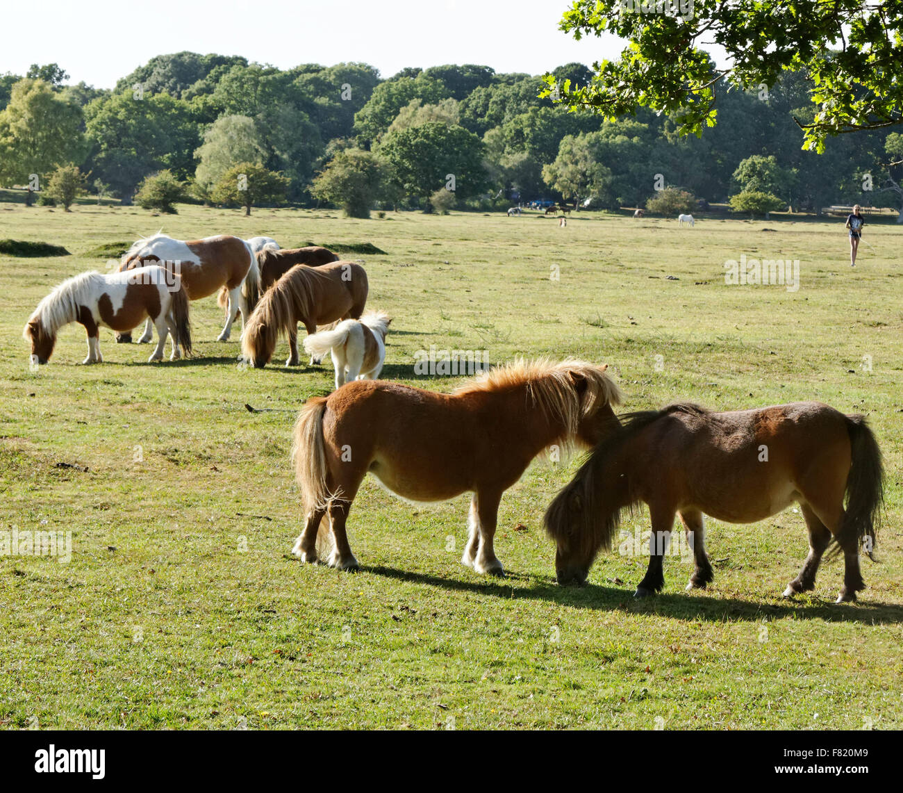 Pony a Brockenhurst con uomo a camminare attraverso il campo Foto Stock