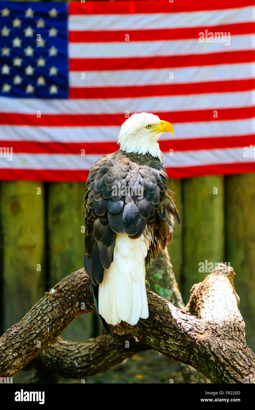 Un Americano aquila calva, simbolo degli Stati Uniti a molle Homosassa Wildlife parco dello stato in Florida Foto Stock