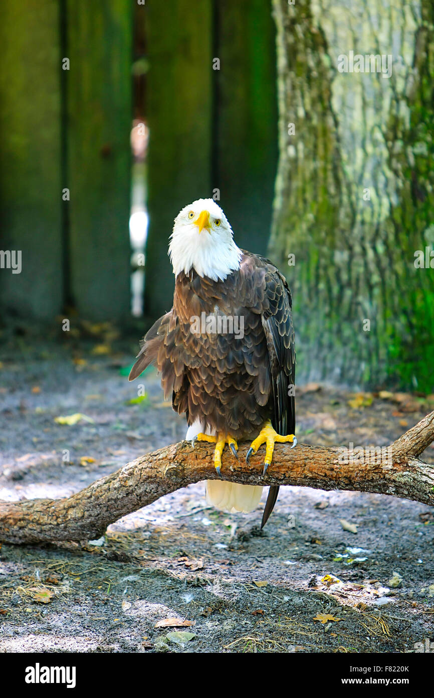 Un Americano aquila calva, simbolo degli Stati Uniti a molle Homosassa Wildlife parco dello stato in Florida Foto Stock