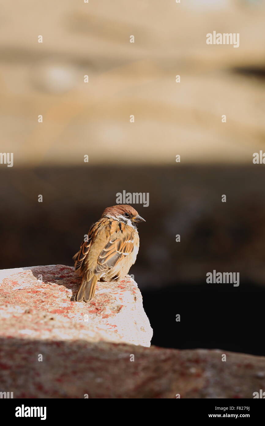 Sparrow appollaiato sul parapetto di bianco di costruire sulla base del 1073 AD-Khon Konchog Gyalpo costruito N.Sede Sakya monast.-Tibt Foto Stock