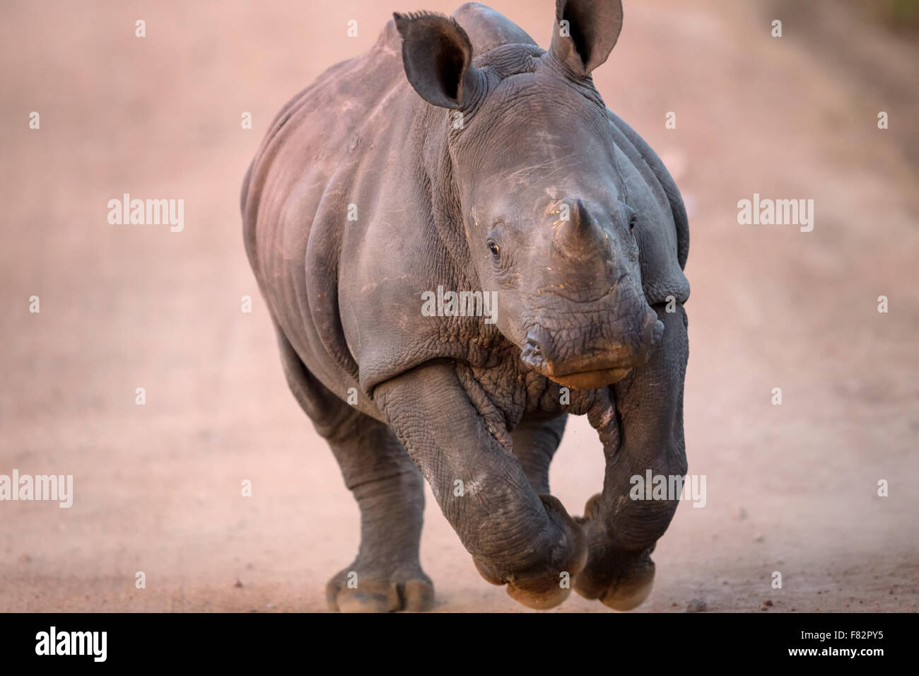 La carica Baby rinoceronte bianco Foto Stock