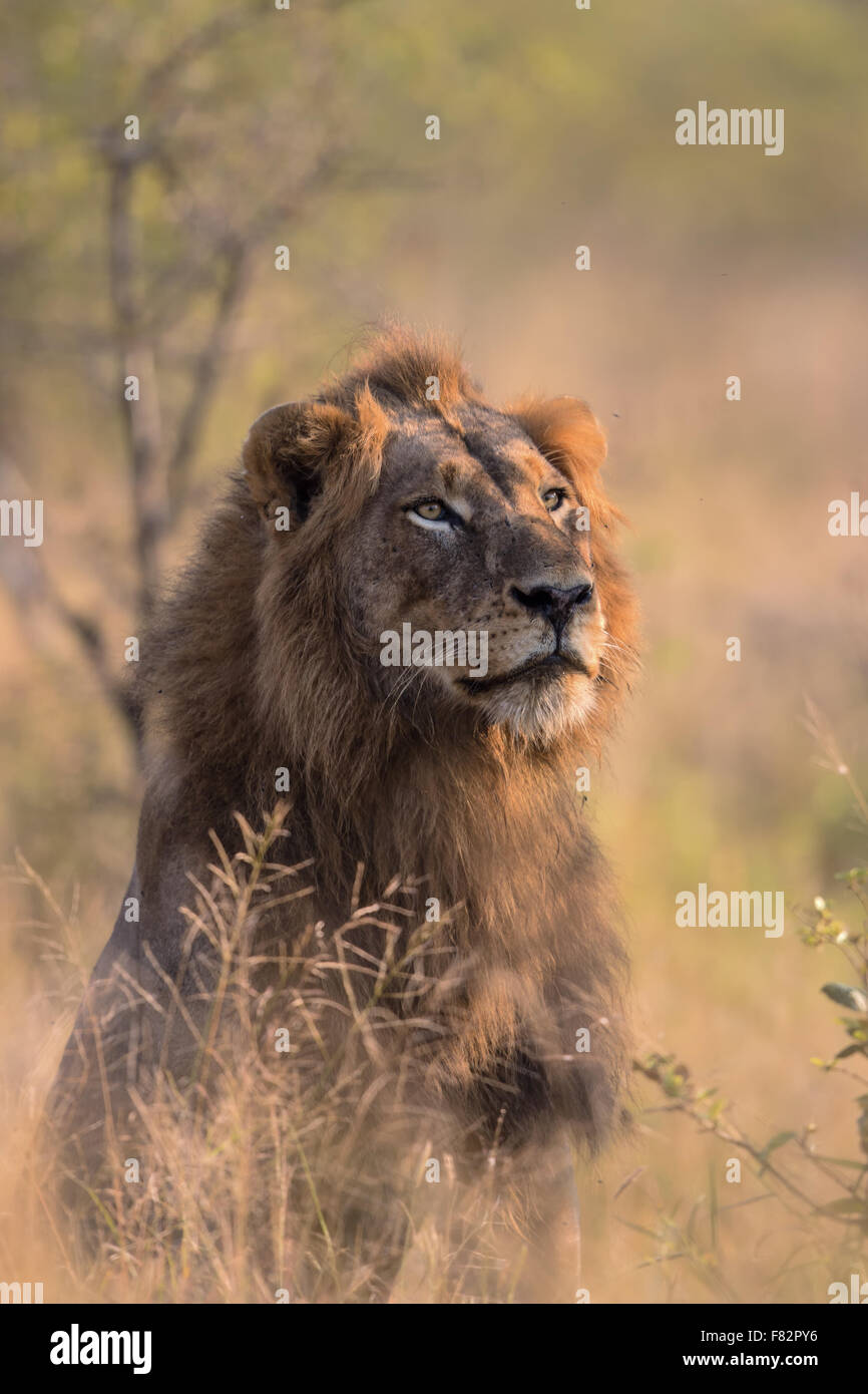 Leone maschio ritratto nel Parco Nazionale di Kruger Foto Stock