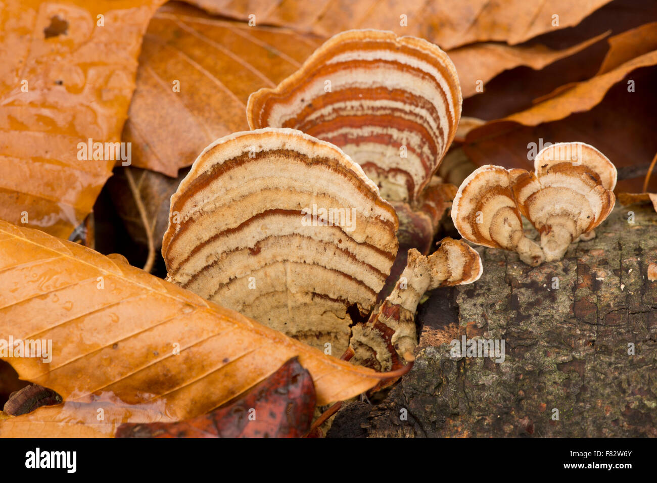 Polyphore fungo su old log in autunno Foto Stock