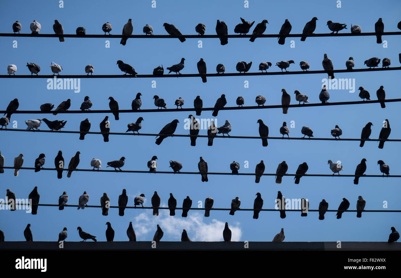 Un branco di piccioni seduti sui cavi di alimentazione in Chiang Mai Thailandia Foto Stock