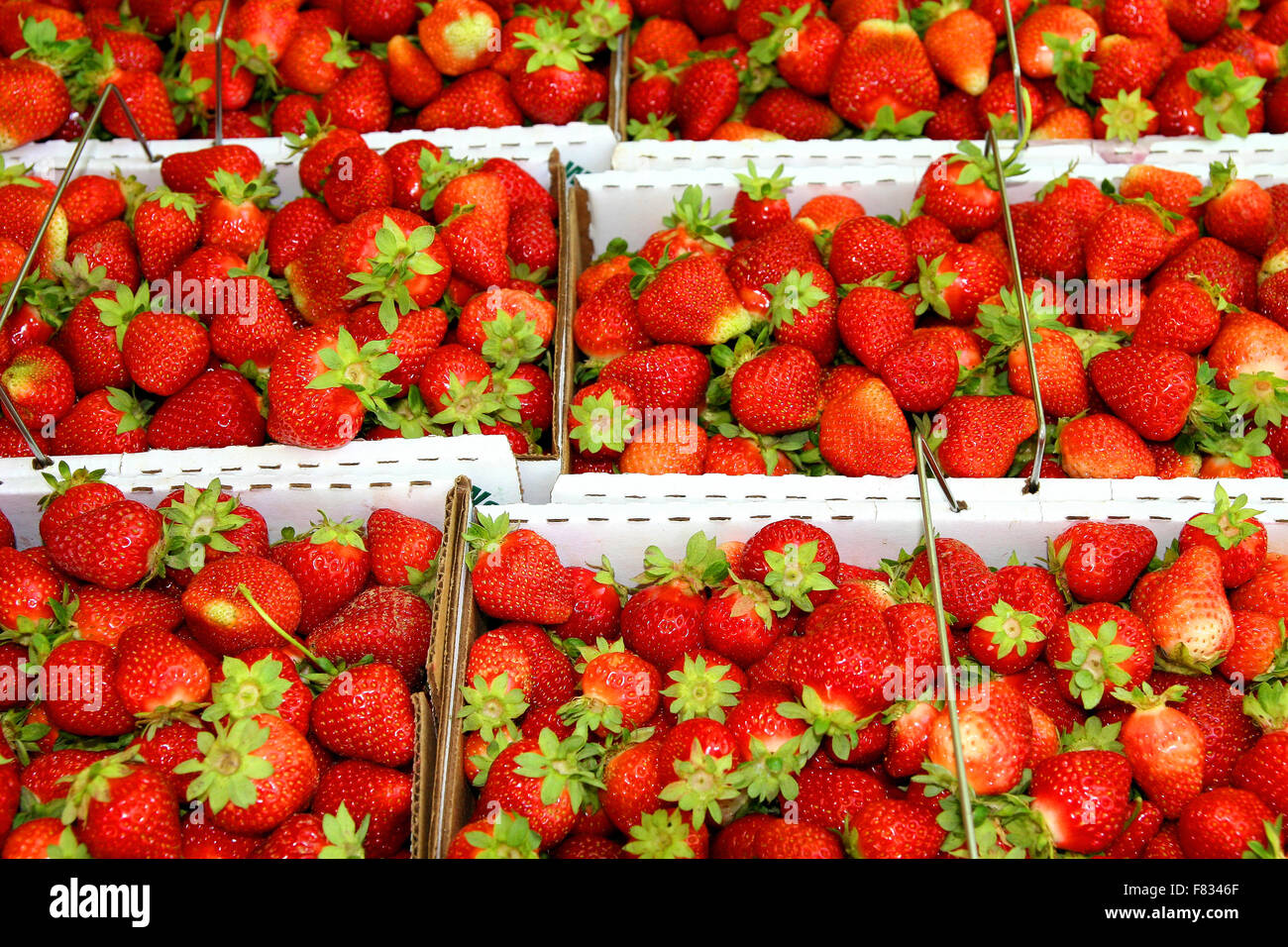 Fragole appena raccolte attendono la spedizione Foto Stock