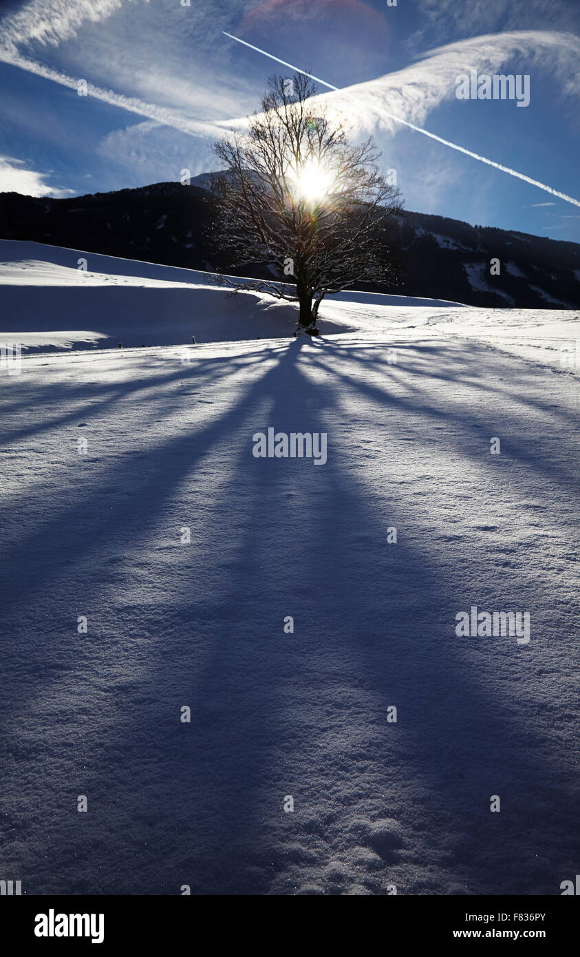 Il sole invernale attira shadowpatterns di un albero sulla neve. Patscherkofel (vertice) in background Foto Stock