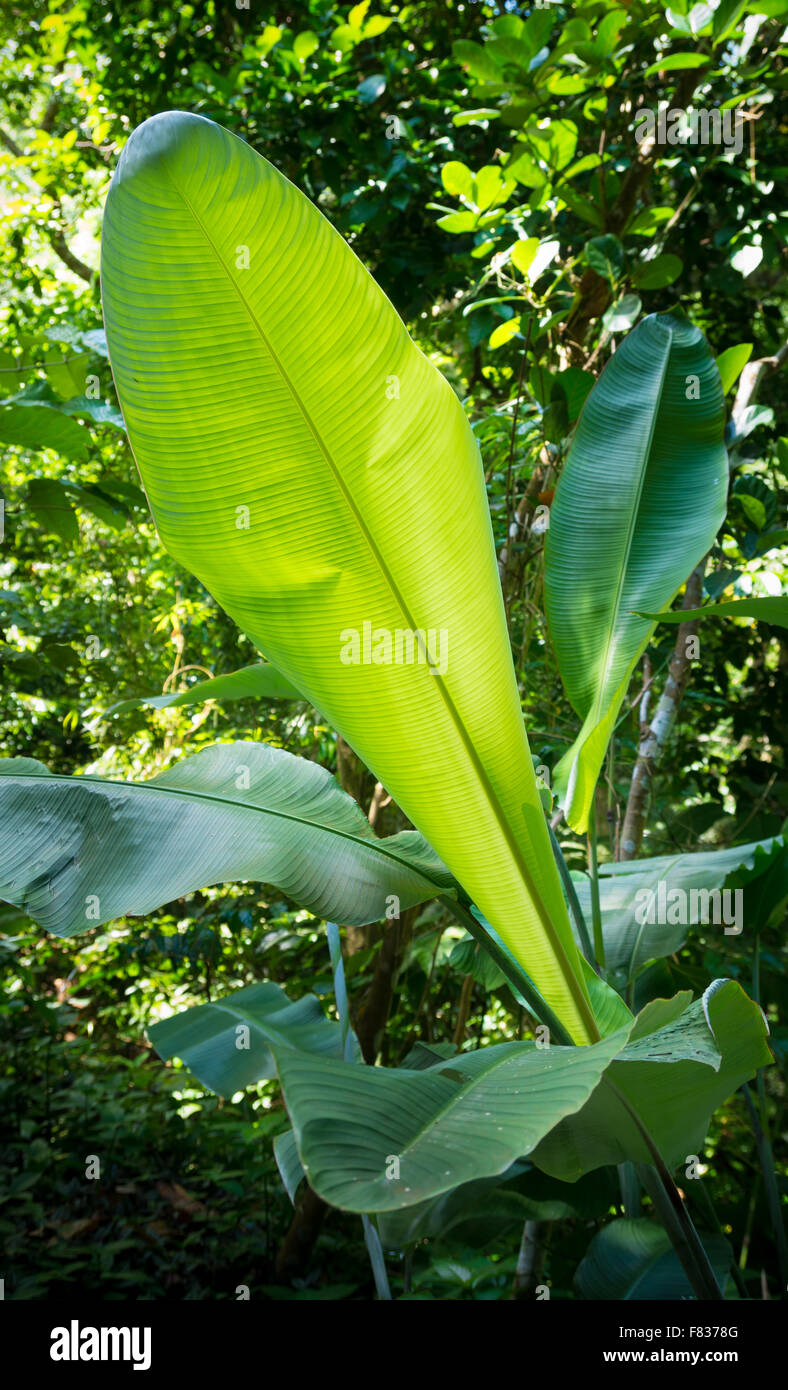 Lasciare grande di giovani piante di banana Foto Stock