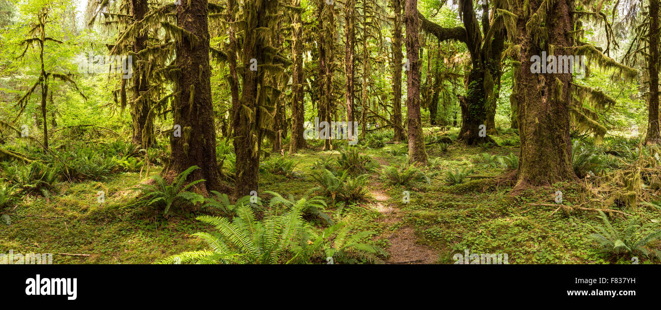 Immagine panoramica dell'Hoh foresta pluviale sulla Hall di muschi trail nel Parco Nazionale di Olympic, Washington. Foto Stock