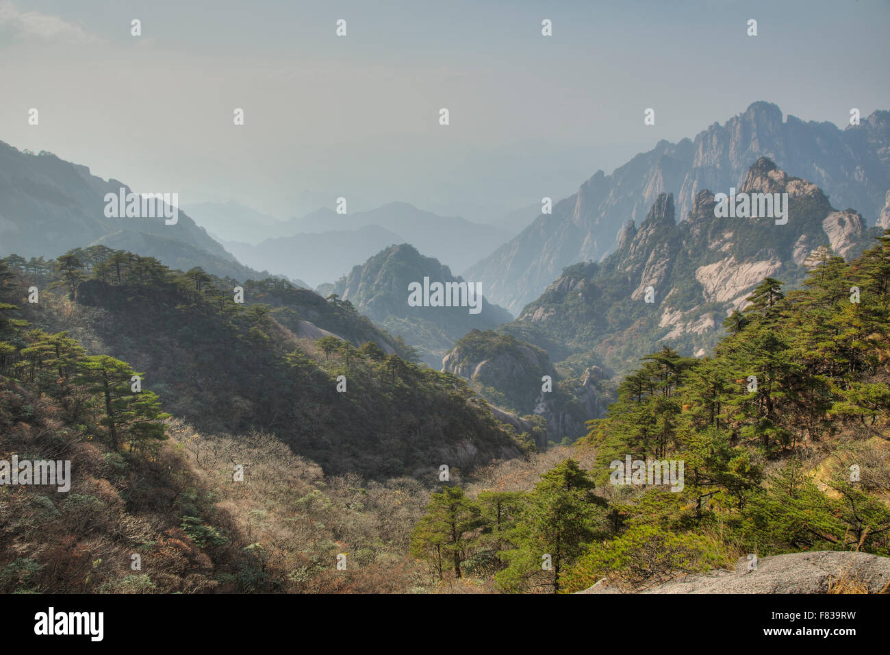 Giallo - Montagne Huangshan Anhui Provincia della Cina LA008409 Foto Stock