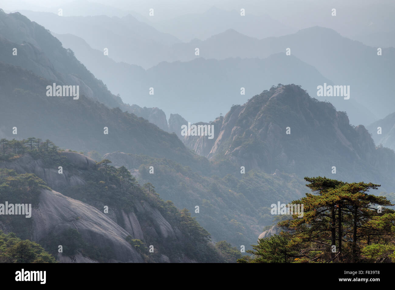 Giallo - Montagne Huangshan Anhui Provincia della Cina LA008429 Foto Stock