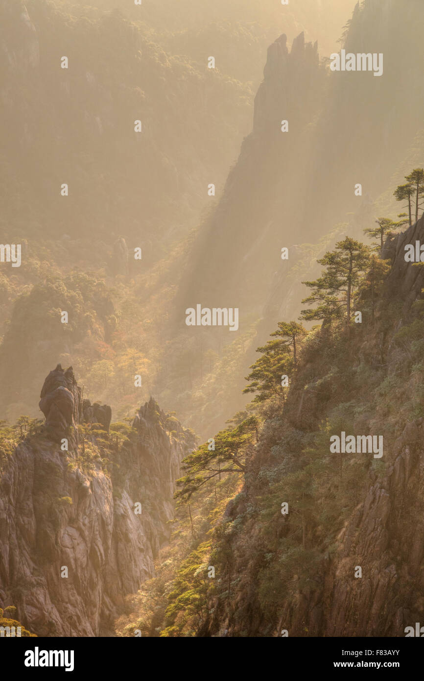 Giallo - Montagne Huangshan mattina presto provincia di Anhui Cina LA008465 Foto Stock