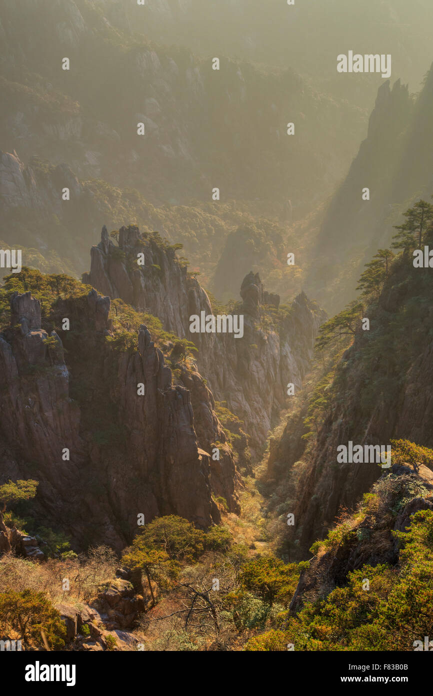 Giallo - Montagne Huangshan mattina presto provincia di Anhui Cina LA008469 Foto Stock