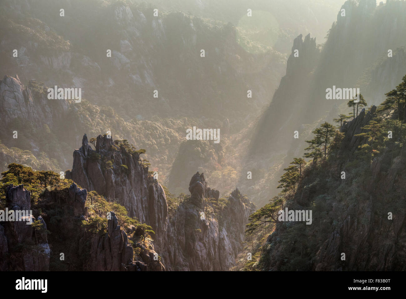 Giallo - Montagne Huangshan mattina presto provincia di Anhui Cina LA008473 Foto Stock