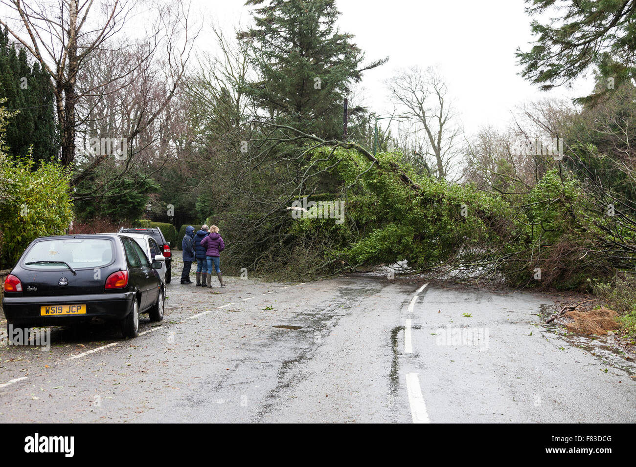 Lartington, Teesdale, County Durham, Regno Unito. Il 5 dicembre 2015. Regno Unito Meteo. Dopo la pioggia caduta nella notte e tempesta di vento di forza portato dalla tempesta Desmond hanno bloccato le strade e hanno causato allagamenti in alcune aree. In Lartington vicino a Barnard Castle venti forti portati giù un albero, bloccando la strada principale dentro e fuori del villaggio. Senza lesioni sono state segnalate Credito: David Forster/Alamy Live News Foto Stock