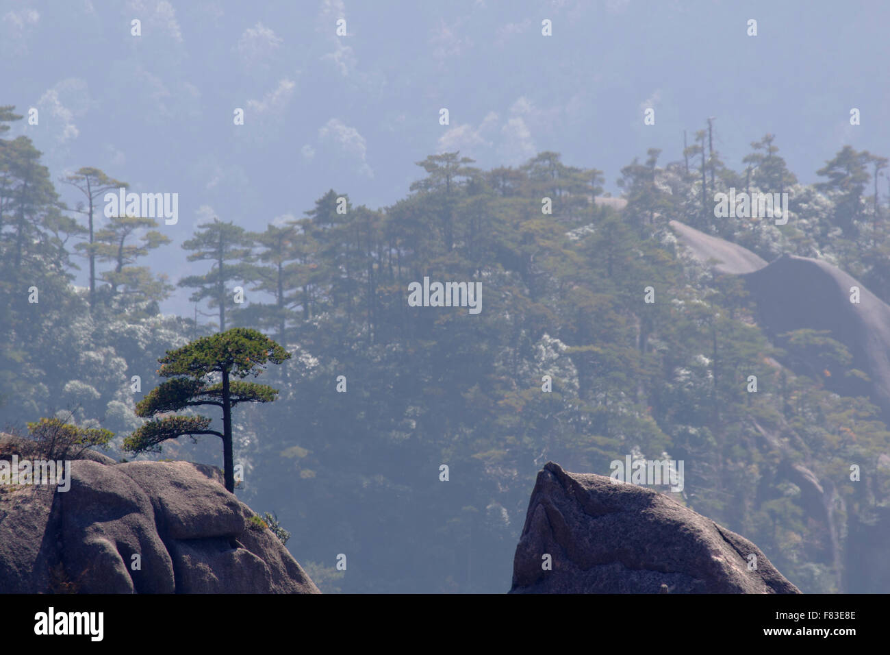 Alberi di pino e montagne montagne giallo (Huangshan) provincia di Anhui Cina LA008614 Foto Stock