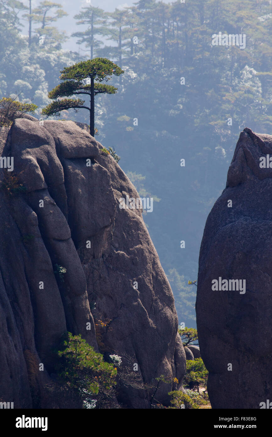 Alberi di pino e montagne montagne giallo (Huangshan) provincia di Anhui Cina LA008615 Foto Stock
