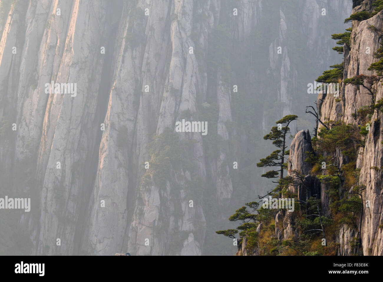 Alberi di pino e montagne montagne giallo (Huangshan) provincia di Anhui Cina LA008616 Foto Stock