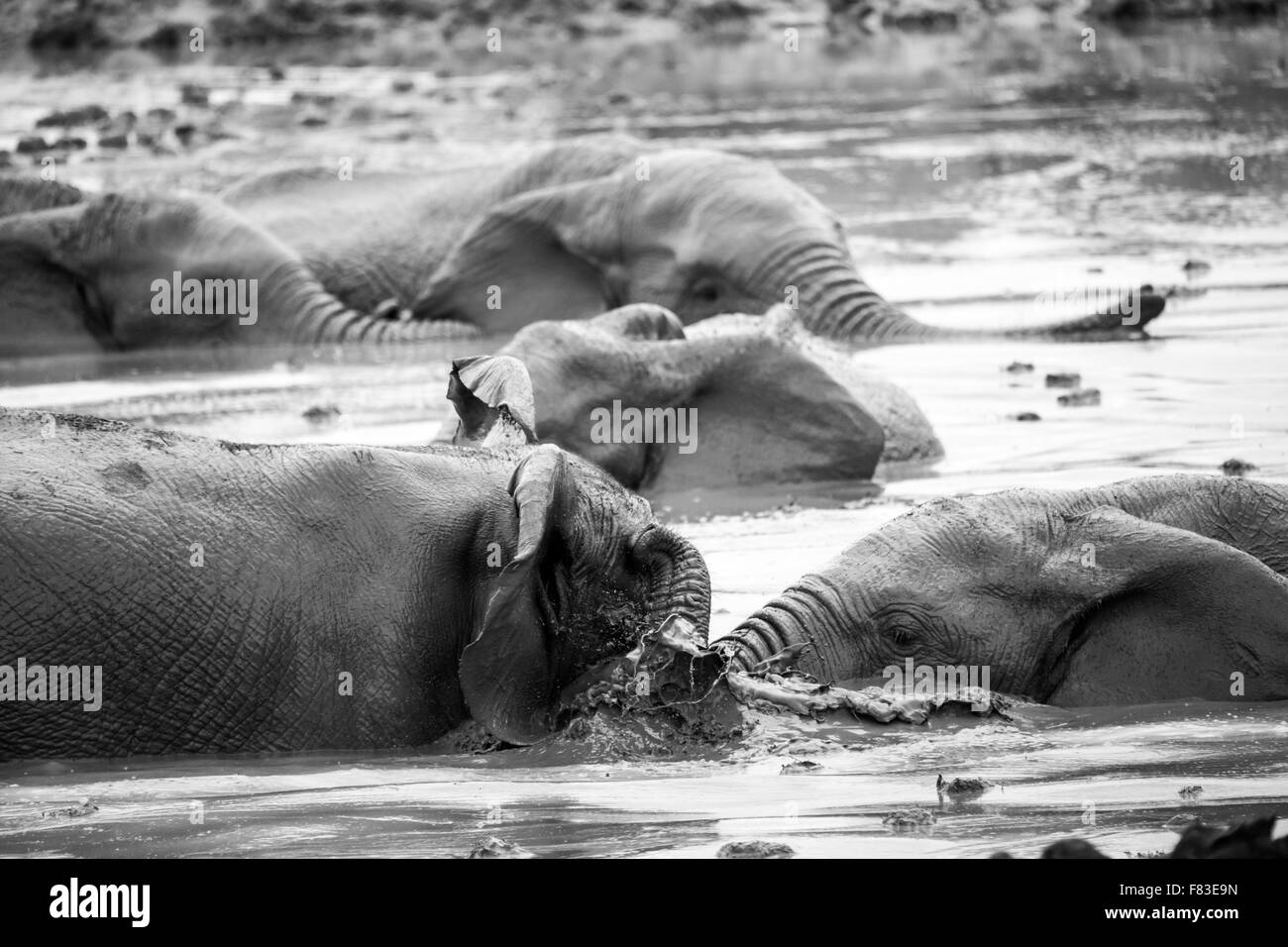 Elefanti a Addo Elephant Park, Sud Africa Foto Stock