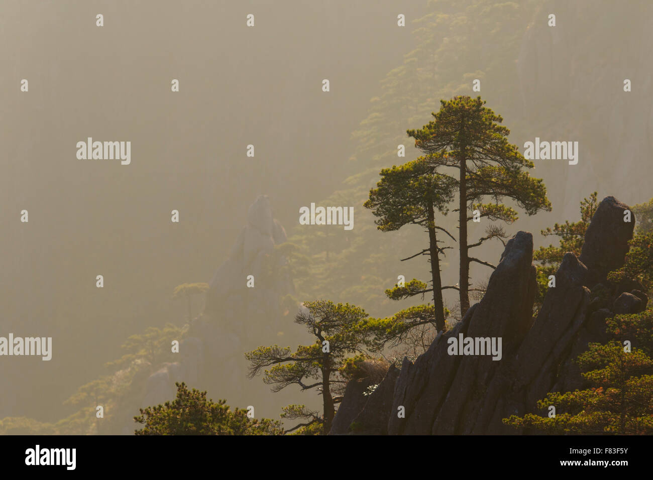 Alberi di pino e montagne montagne giallo (Huangshan) provincia di Anhui Cina LA008617 Foto Stock