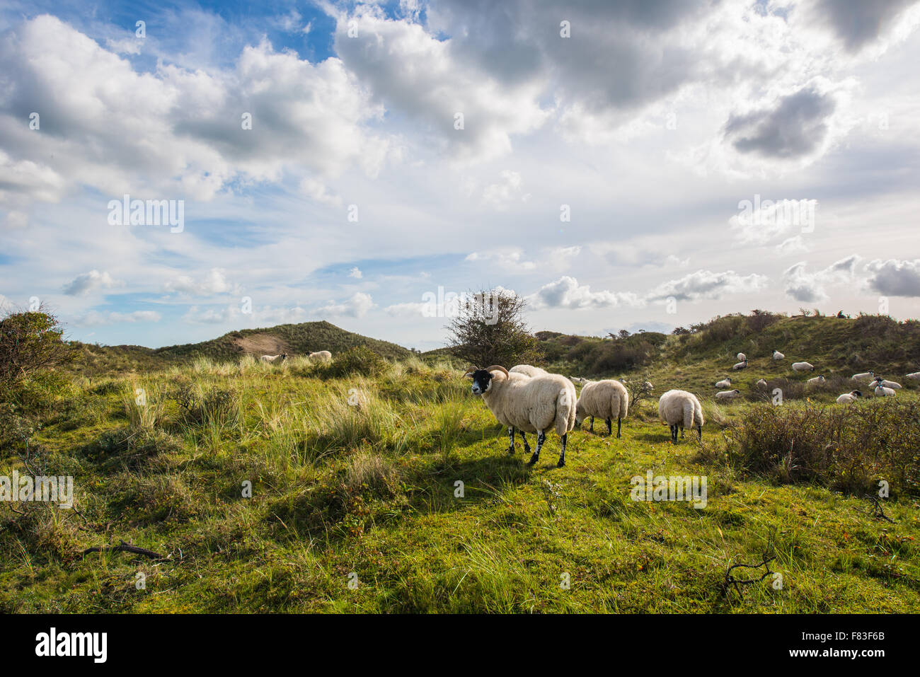 La Duna di approvvigionamento idrico della zona Castricum un villaggio e comune nella parte nord occidentale dell'Olanda Foto Stock