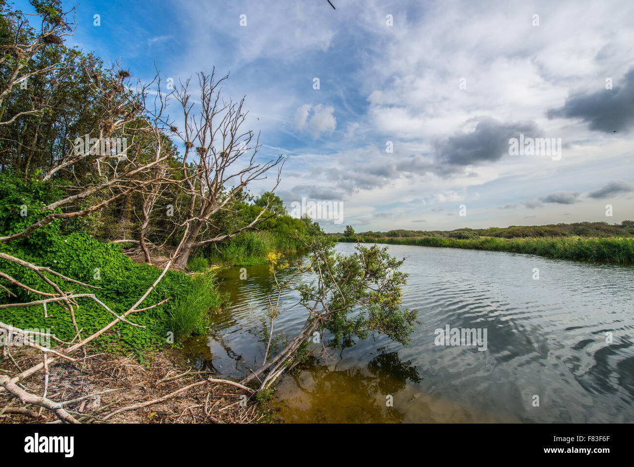 La Duna di approvvigionamento idrico della zona Castricum un villaggio e comune nella parte nord occidentale dell'Olanda Foto Stock
